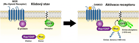 ◳ Bioanalytické metody-BRETpng (png) → (šířka 450px)